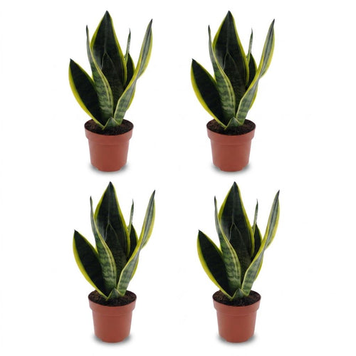 4× Sansevieria Future Superb (vrouwentong) – Ø12 cm, 35 cm hoog