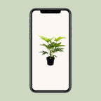 Fatsia Japonica Spider Web (Fingerspinner) – Ø17 cm, 50 cm hoch