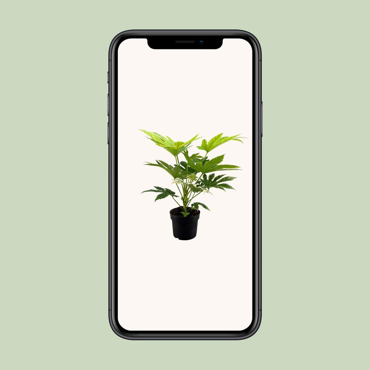 Fatsia Japonica Spider Web (vingerplant) – Ø17 cm, 50 cm hoog