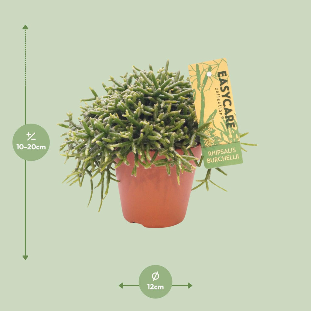 Rhipsalis Burchellii (koral-kaktus) – Ø12 cm, 15 cm høj