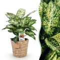 Diefenbachia Compacta (Dracaena) with basket – Ø17 cm, 45–50 cm high