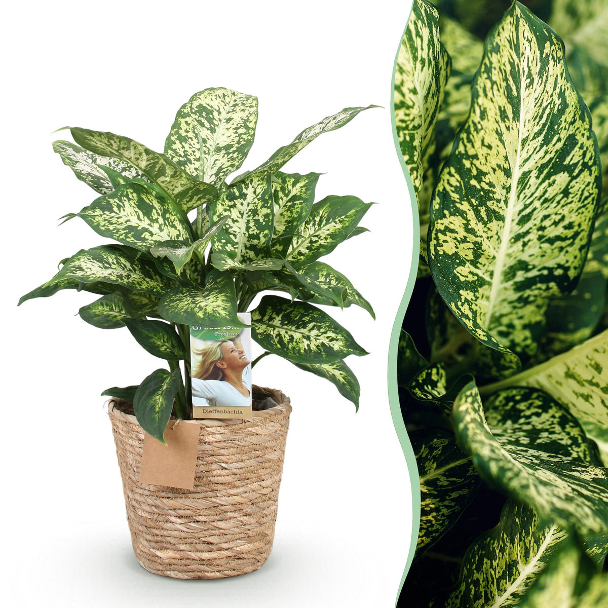 Diefenbachia Compacta (Dracaena) met mand – Ø17 cm, 45–50 cm hoog