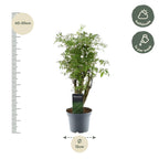 Polyscias Hawaiiana Ming (aralia) – Ø12 cm, 45 cm hoog