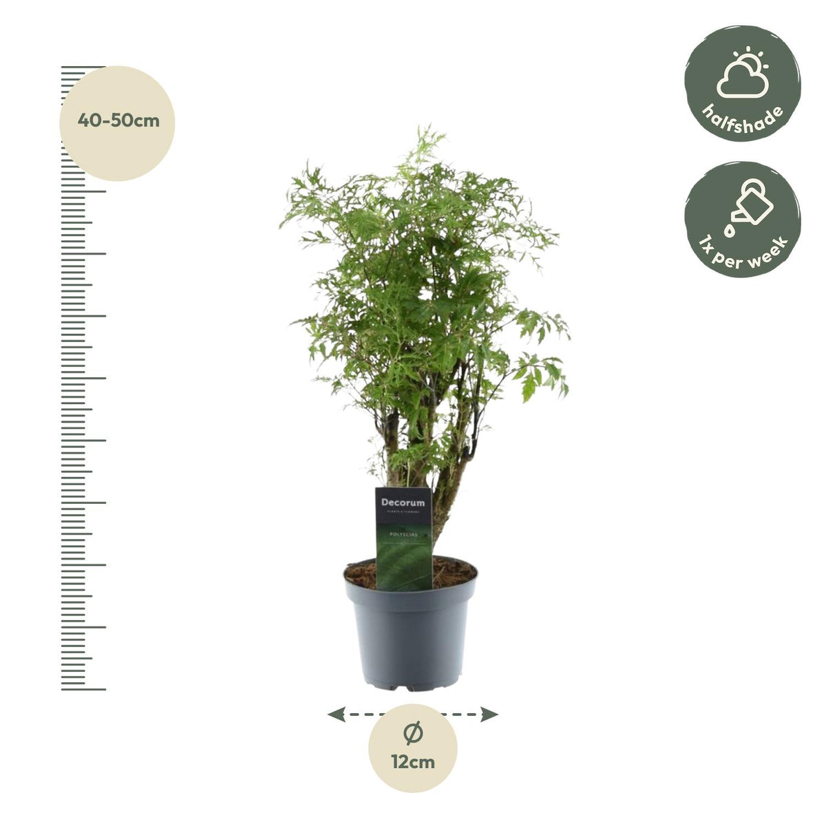 Polyscias Hawaiiana Ming (aralia) – Ø12 cm, 45 cm de haut