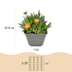 Mélange de Delosperma (œil-de-chat) – 12 plantes, Ø 7 cm, 10–12 cm de haut