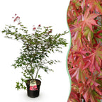 Acer palmatum 'Beni Maiko' (Japanese maple) – red – Ø26 cm, 90 cm high