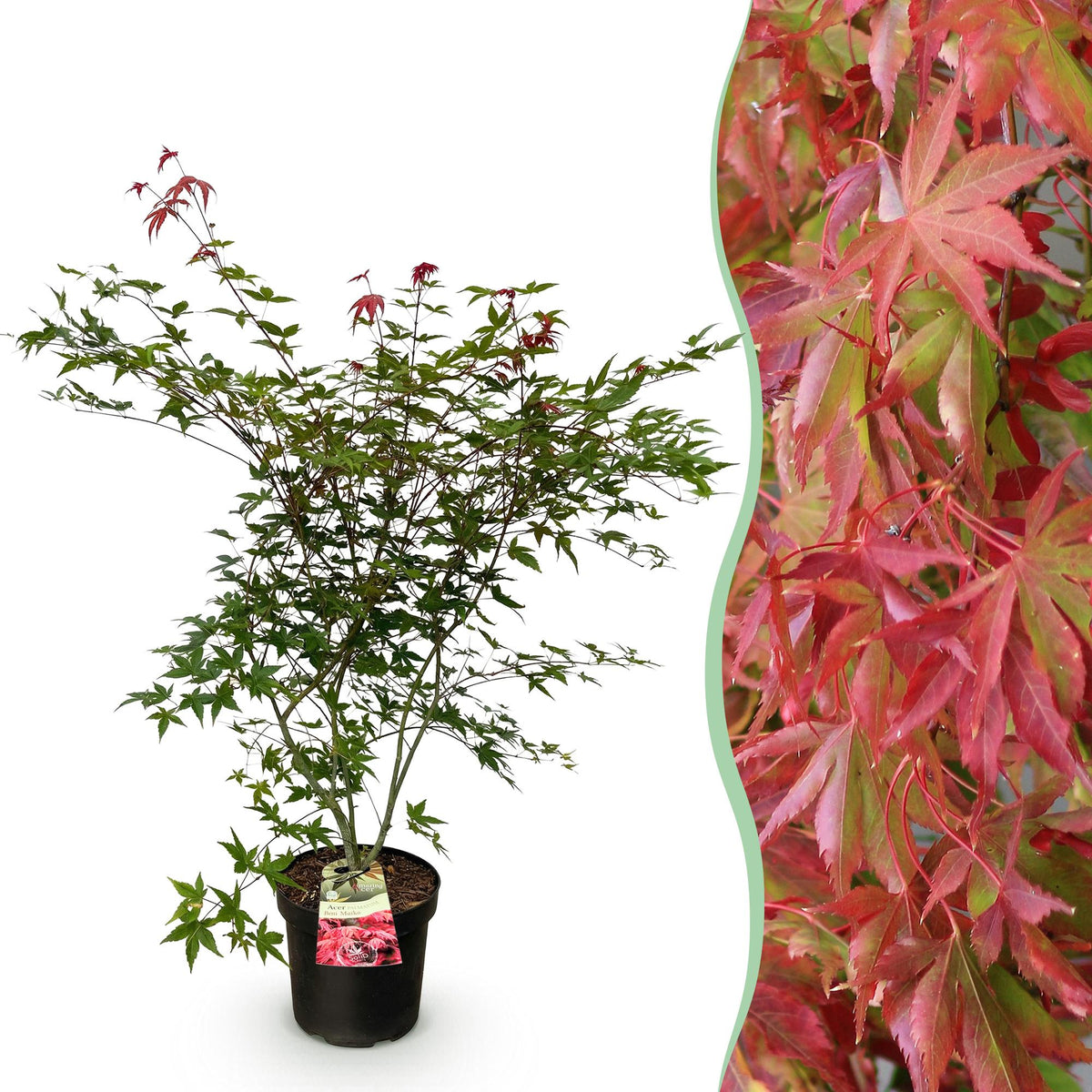 Acer palmatum 'Beni Maiko' (Japanese maple) – red – Ø26 cm, 90 cm high