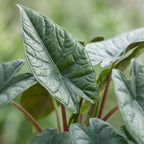 Alocasia Scalprum (elefantøre) – Ø6 cm, 15 cm høj