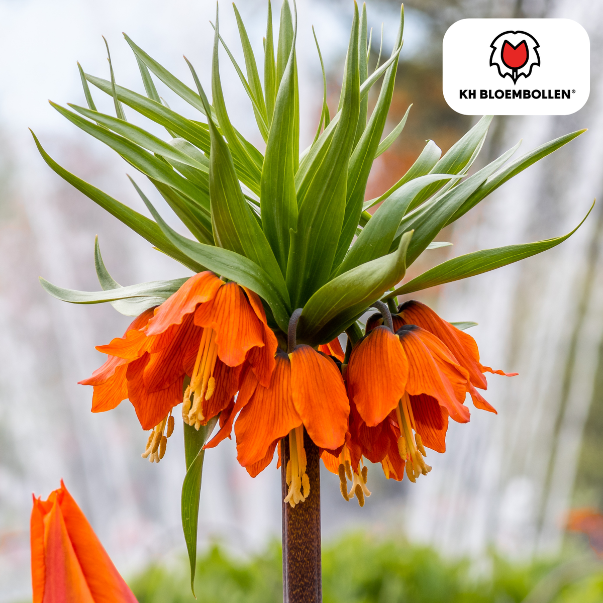 Couronne impériale 'Rubra' rouge-orange – 5 bulbes