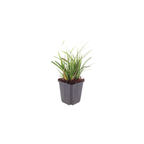 Carex morrowii (Segge) – 60 Pflanzen, Ø9 cm, 10–25 cm hoch