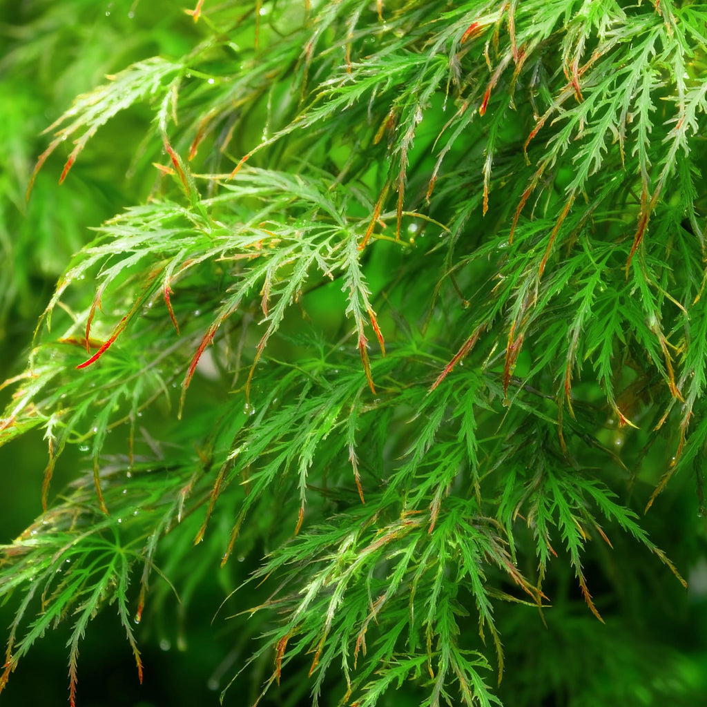 Acer palmatum 'Emerald Lace' (Japanse esdoorn) – Ø12 cm, 35 cm hoog