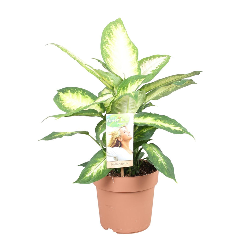 Dieffenbachia Camilla – Ø17 cm, 45 cm hoog