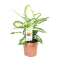 Dieffenbachia Camilla – Ø17 cm, 45 cm hoog