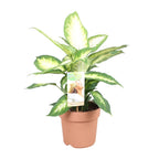 Dieffenbachia Camilla – Ø17 cm, 45 cm hoog