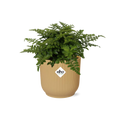 Asplenium Parvati in ELHO Vibes Fold 14cm geel (vogelnestvaren) – 25 cm hoog