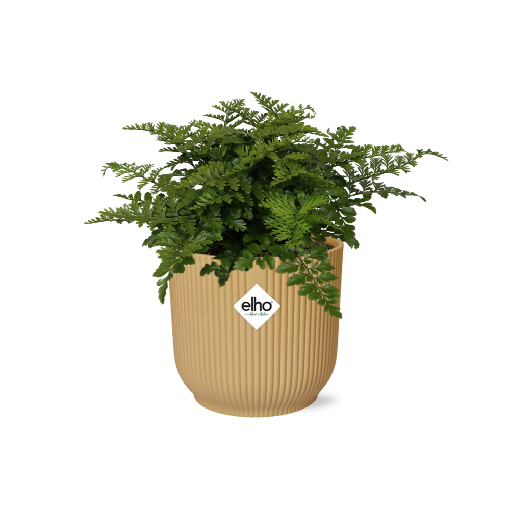 Asplenium Parvati in ELHO Vibes Fold 14cm geel (vogelnestvaren) – 25 cm hoog