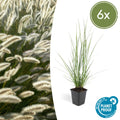 Pennisetum alopecuroides 'Hameln' (fountain grass) – 6 plants, Ø9 cm, 10–25 cm high