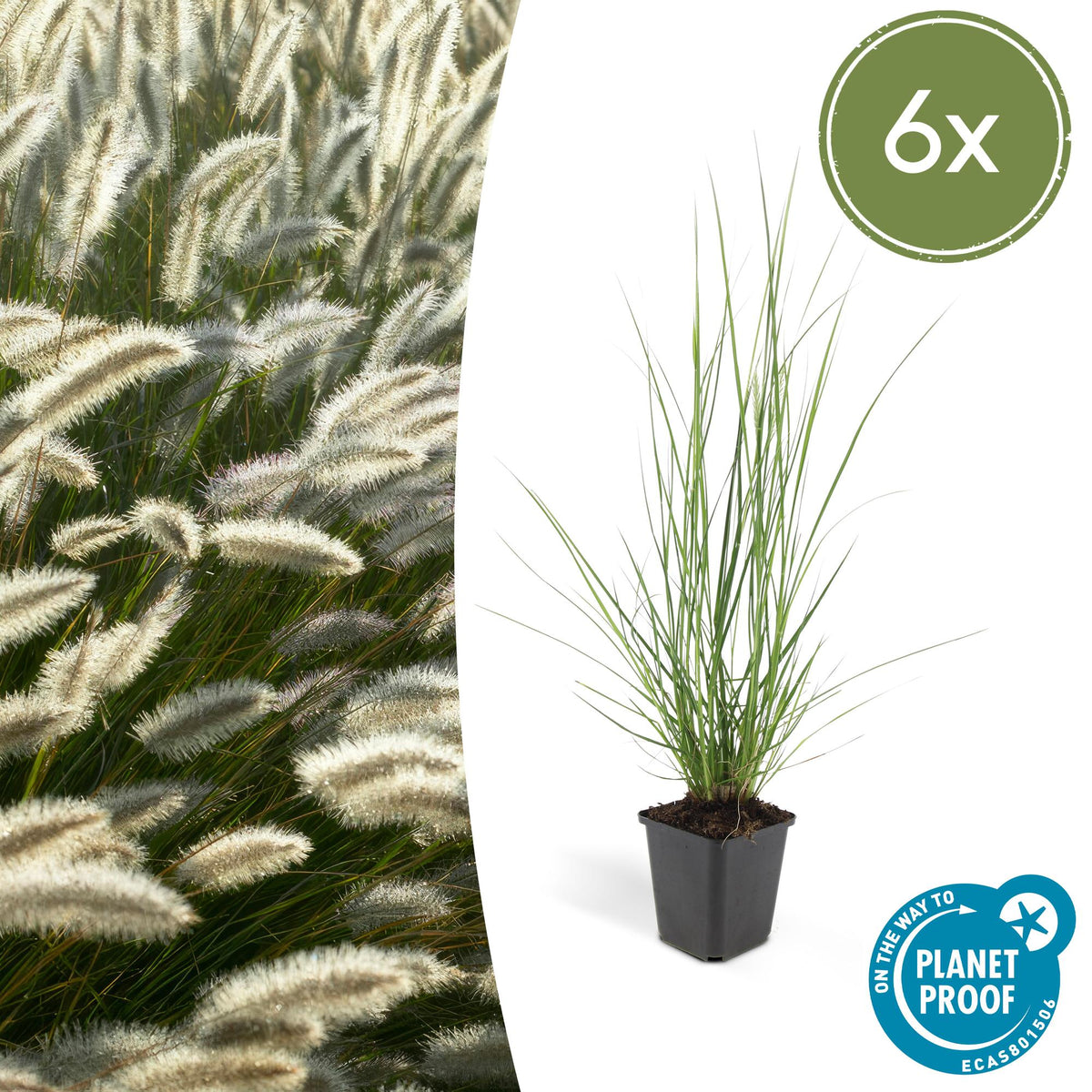 Pennisetum alopecuroides 'Hameln' (fountain grass) – 6 plants, Ø9 cm, 10–25 cm high