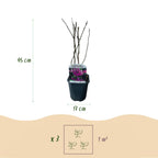 Magnolie 'Susan' (dunkelrosa Blüten) – Ø 17 cm, 45 cm hoch