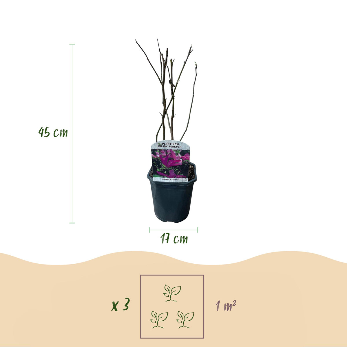 Magnolie 'Susan' (dunkelrosa Blüten) – Ø 17 cm, 45 cm hoch – Bild 3