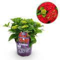 Hydrangea 'Forever & Ever' (Hortensie) – rot – Ø 23 cm, 55 cm hoch