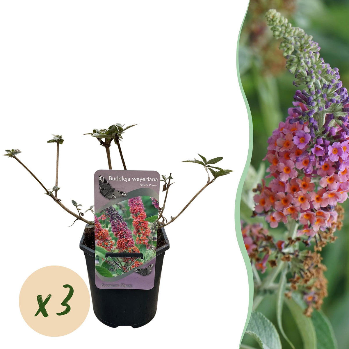 Buddleja davidii 'Flower Power' (vlinderstruik) – oranje-paars – 3 planten, Ø17 cm, 30 cm hoog