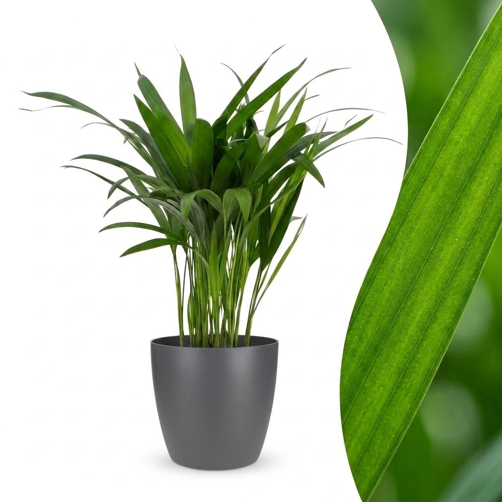 Areca lutescens (Dypsis) i grå Potter-pyntepotte – Ø12 cm, 45 cm høj