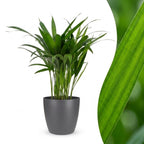 Areca lutescens (Dypsis) i grå Potter-pyntepotte – Ø12 cm, 45 cm høj