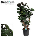 Polyscias Fabian (aralia) – Ø21 cm, 95 cm hoog