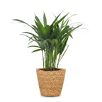 Areca lutescens (Dypsis) avec panier – Ø12 cm, 45 cm de haut