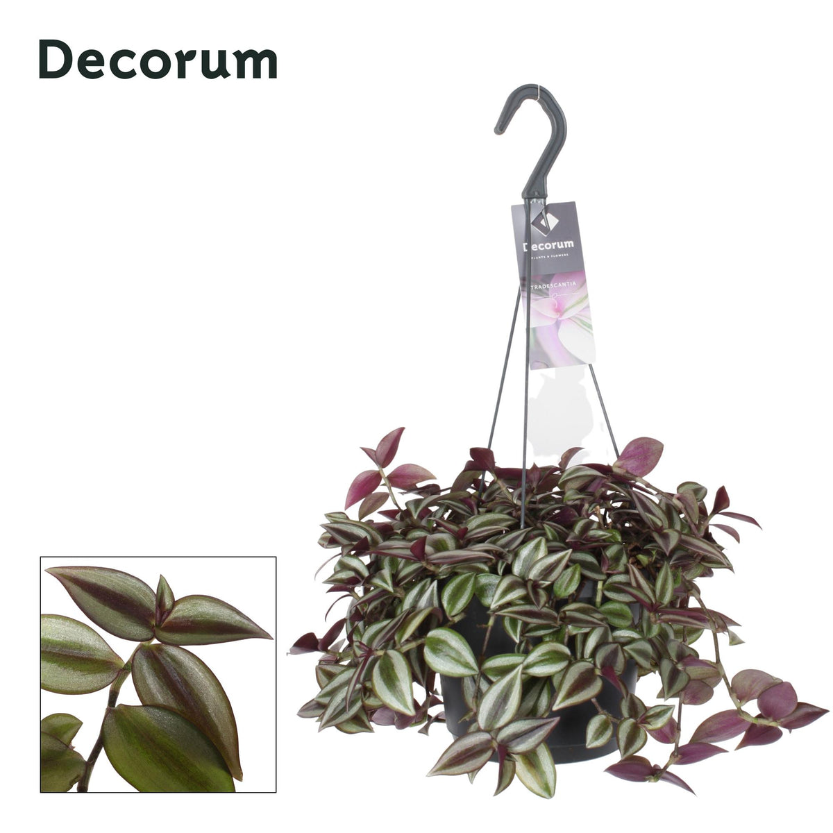 Tradescantia zebrina Purpusii – Ø 17 cm, 30 cm hoch