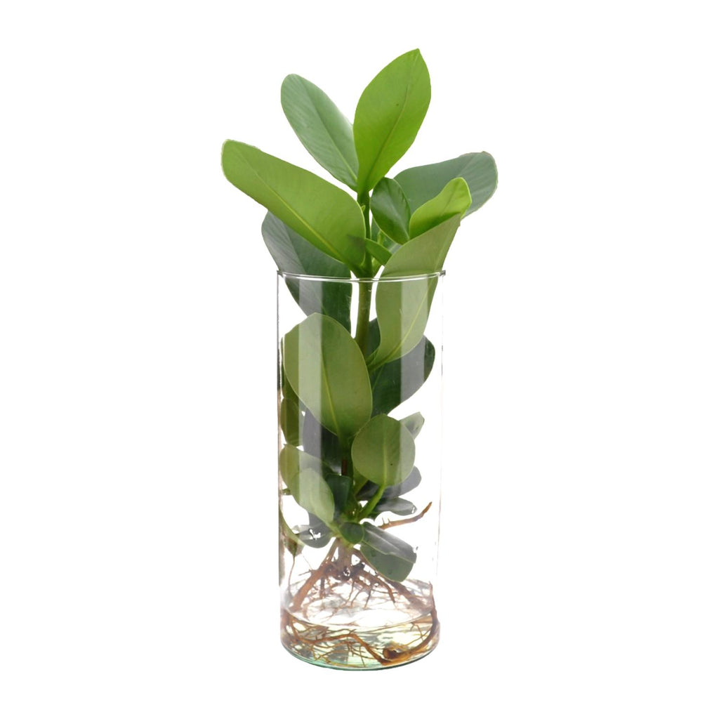 Clusia im Zylinderglas – Ø 12 cm, 30 cm hoch