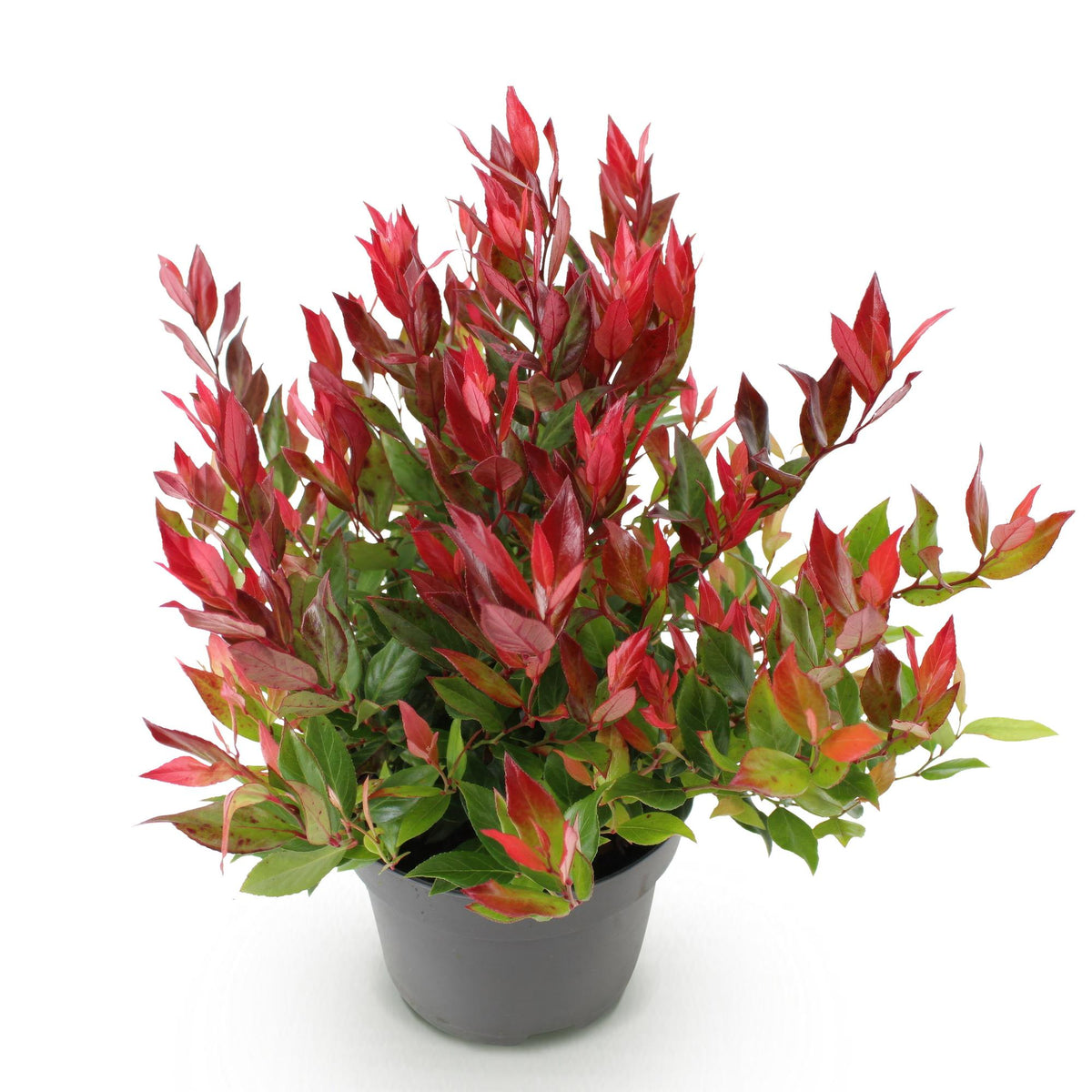 Leucothoe 'Little Flame' – rot – Ø17 cm, 40 cm hoch – Bild 2