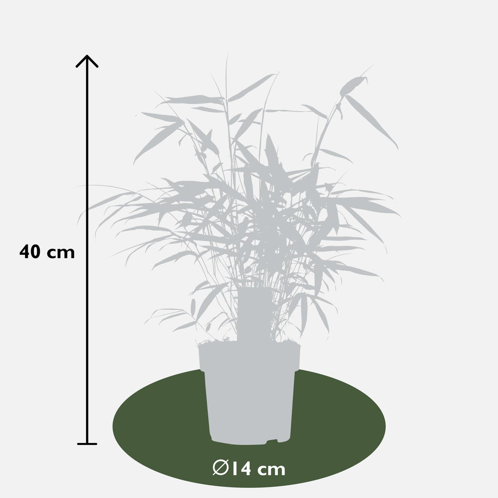 Fargesia robusta 'Pingwu' (bamboo) – Ø14 cm, 40 cm high – photo 4