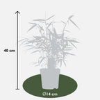 Fargesia robusta 'Pingwu' (bamboo) – Ø14 cm, 40 cm high