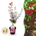 Acer palmatum 'Skeetsers Broom' (Japanischer Ahorn) – violett – 2 Pflanzen, Ø 19 cm, 70 cm hoch