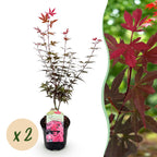 Acer palmatum 'Skeetsers Broom' (Japanischer Ahorn) – violett – 2 Pflanzen, Ø 19 cm, 70 cm hoch
