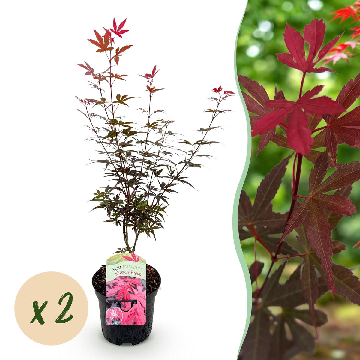 Acer palmatum 'Skeetsers Broom' (Japanischer Ahorn) – violett – 2 Pflanzen, Ø 19 cm, 70 cm hoch