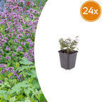 Origanum laevigatum 'Herrenhausen' (Oregano) – 24 Pflanzen, Ø 9 cm, 10–25 cm hoch