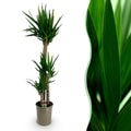 Yucca elephantipes – Ø 27 cm, 170 cm hoch