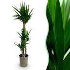 Yucca elephantipes – Ø 27 cm, 170 cm hoch