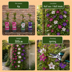 Clematis 'Tricolour' (driekleurige bosrank) – paars-roze-wit – 6 planten, Ø9 cm, 35 cm hoog