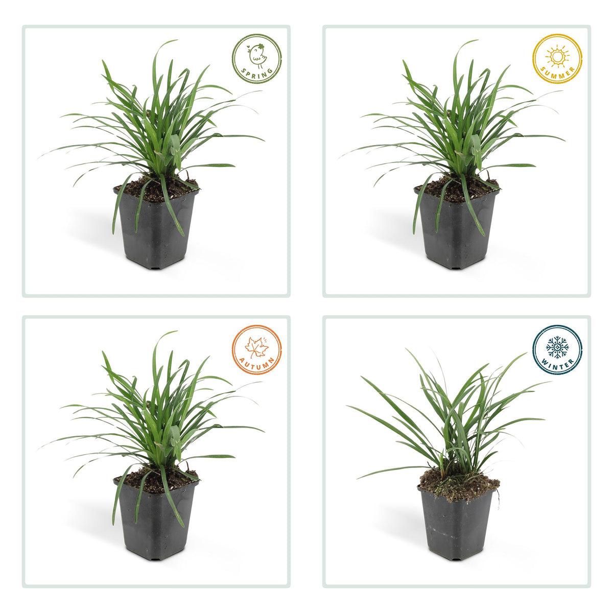 Liriope muscari 'Big Blue' (lilyturf) – 6 plants, Ø9 cm, 10–25 cm high – photo 5