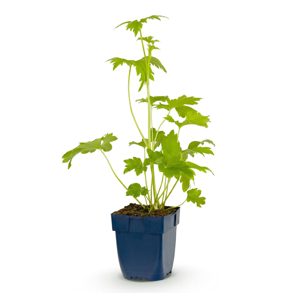 Delphinium 'Blue Bird' (Sch intentionssporn) – blau – Ø11 cm, 15–25 cm hoch – Bild 2