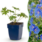 Géranium ‘Johnson’s Blue’ (griffe d’ours) – bleu – 12 plants, Ø 11 cm, 15–25 cm de haut