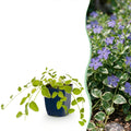 Vinca major variegata (Gewöhnlicher Efeu-duft) – blau – 24 Pflanzen, Ø 11 cm, 15–25 cm hoch