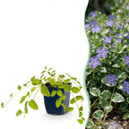 Vinca major variegata (Gewöhnlicher Efeu-duft) – blau – 24 Pflanzen, Ø 11 cm, 15–25 cm hoch