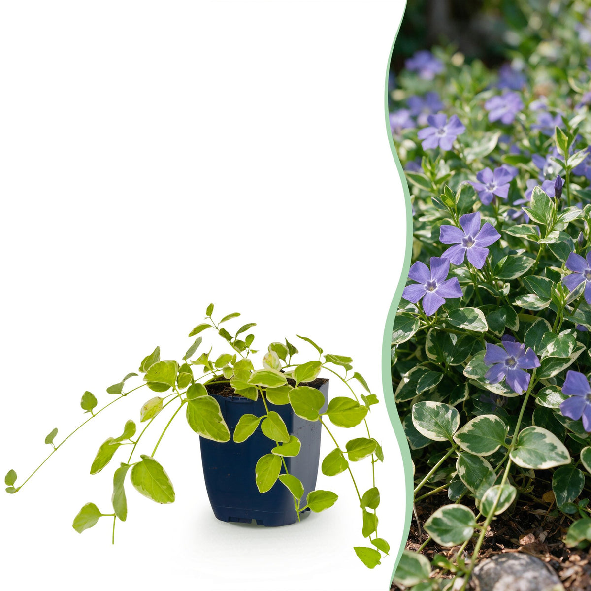 Vinca major variegata (Gewöhnlicher Efeu-duft) – blau – 24 Pflanzen, Ø 11 cm, 15–25 cm hoch