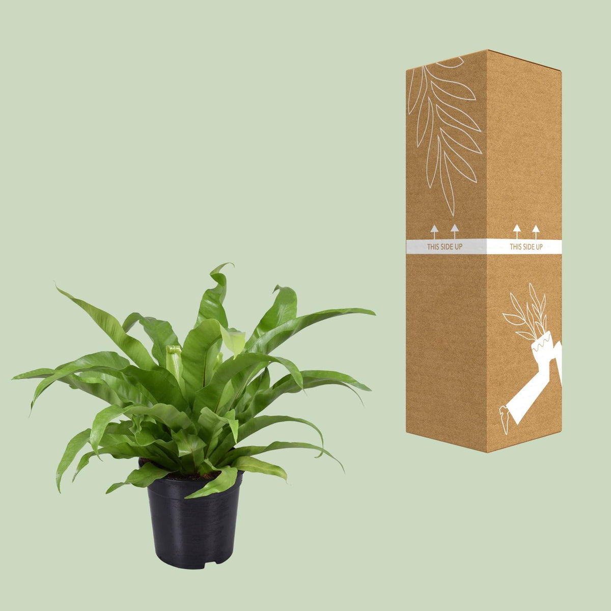 Asplenium Antiquum (vogelnestvaren) – Ø17 cm, 45 cm hoog