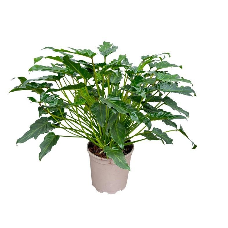 Philodendron Xanadu – Ø21 cm, 70 cm hoog